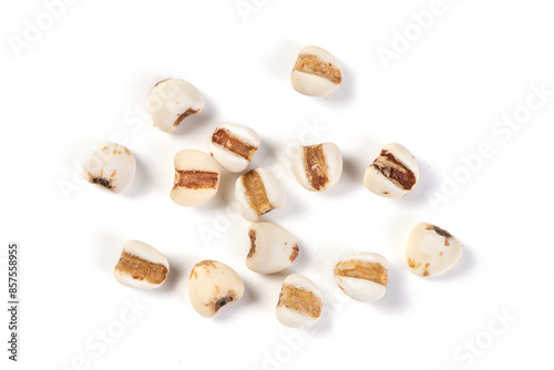 job's tears seed isolated on white background