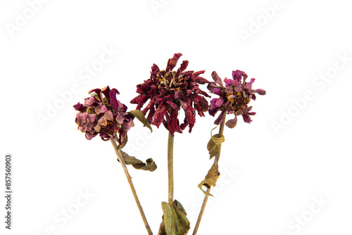 Dried withered red flower isolated on white background 