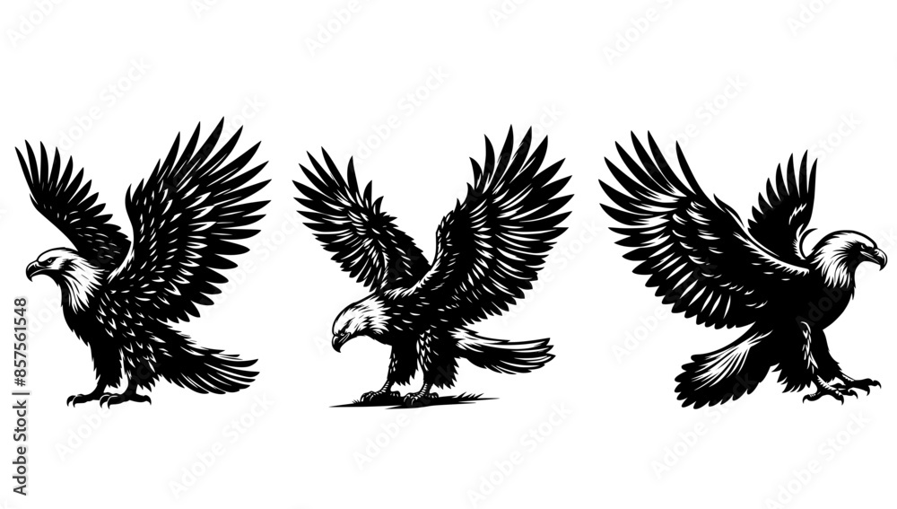 Obraz premium black headed eagle