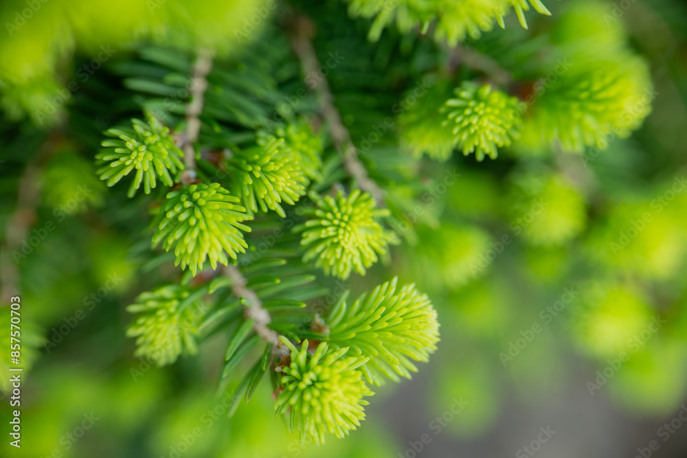 Spring pruning of conifers in the garden.spruce buds appear fluffy and exhibit a vibrant green hue. Young branch growth of spruce.Spring spruce in the garden. Spring pruning of conifers in the garden.spruce buds appear fluffy and exhibit a vibrant green hue. Young branch growth of spruce.Spring spruce in the garden.