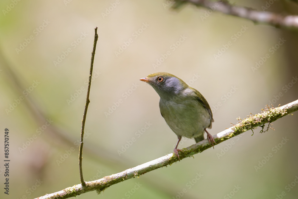 tangará fêmea (Chiroxiphia caudata) tangará fêmea (Chiroxiphia caudata)