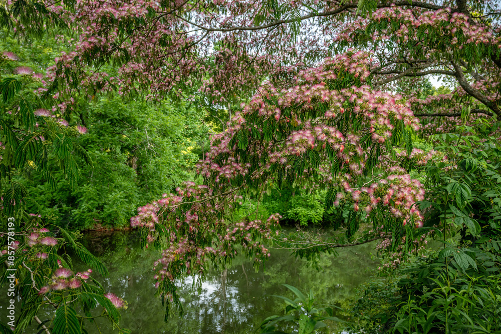 mimosa tree blooming mimosa tree blooming