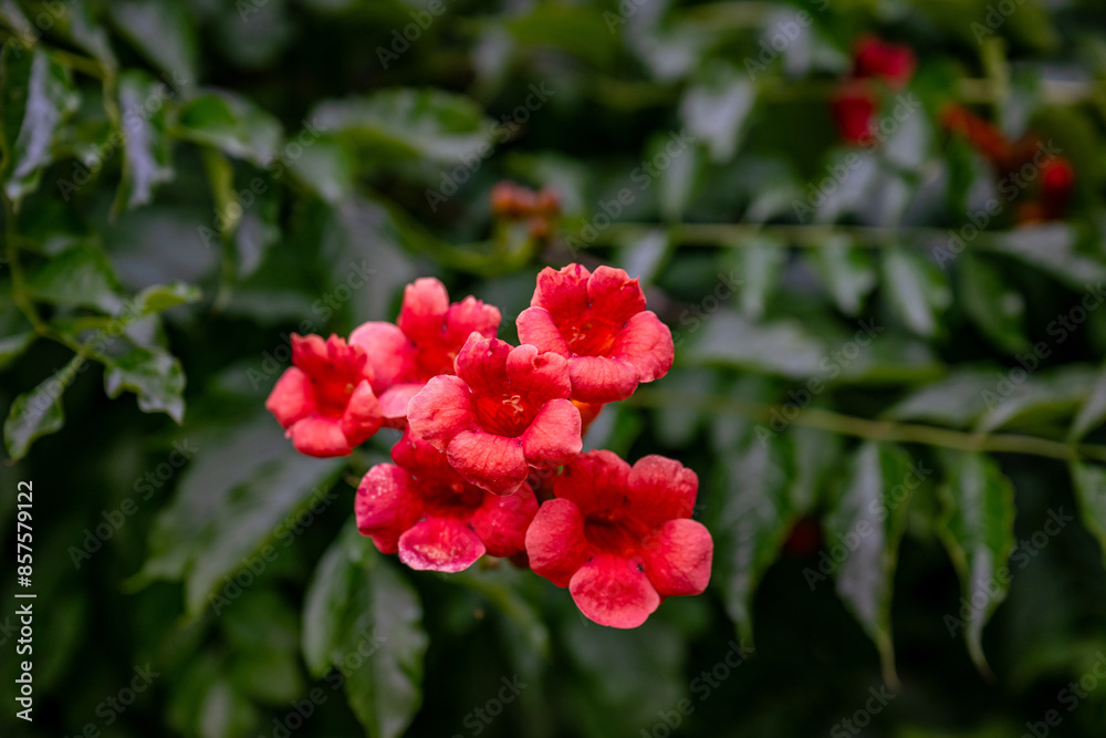 nature blooming nature blooming