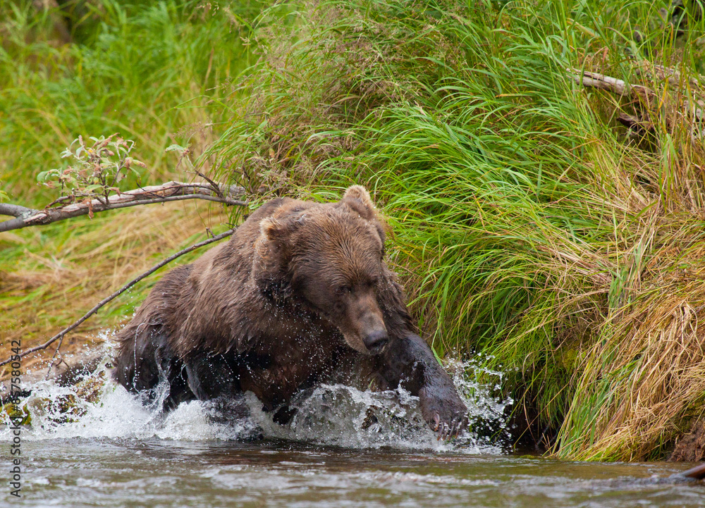 Alaskan brown bear by river fishing for salmon, Katmai National Park, Alaska Alaskan brown bear by river fishing for salmon, Katmai National Park, Alaska