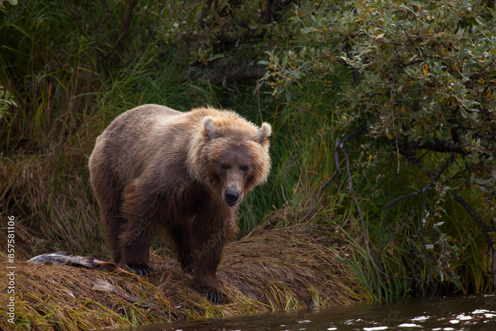 Fototapeta premium Alaskan brown bear by river fishing for salmon, Katmai National Park, Alaska