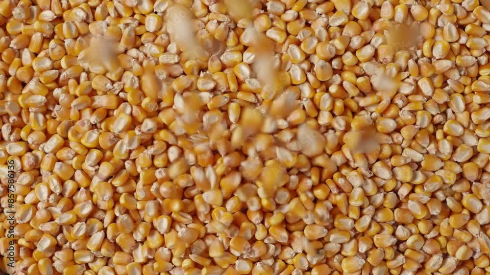 harvest organic grain yellow corn seed or maize background. harvest organic grain yellow corn seed or maize background.