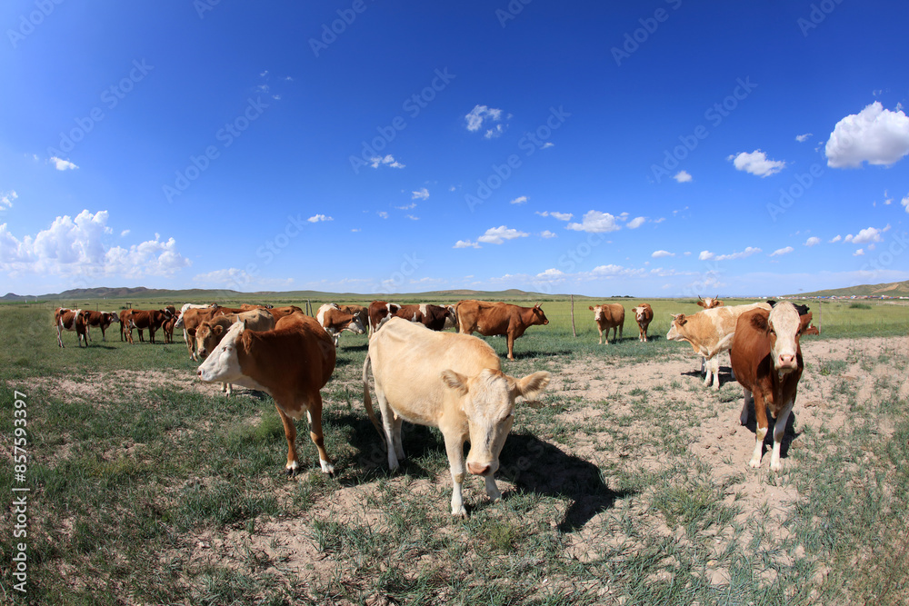 Fototapeta premium A herd of cattle on the prairie