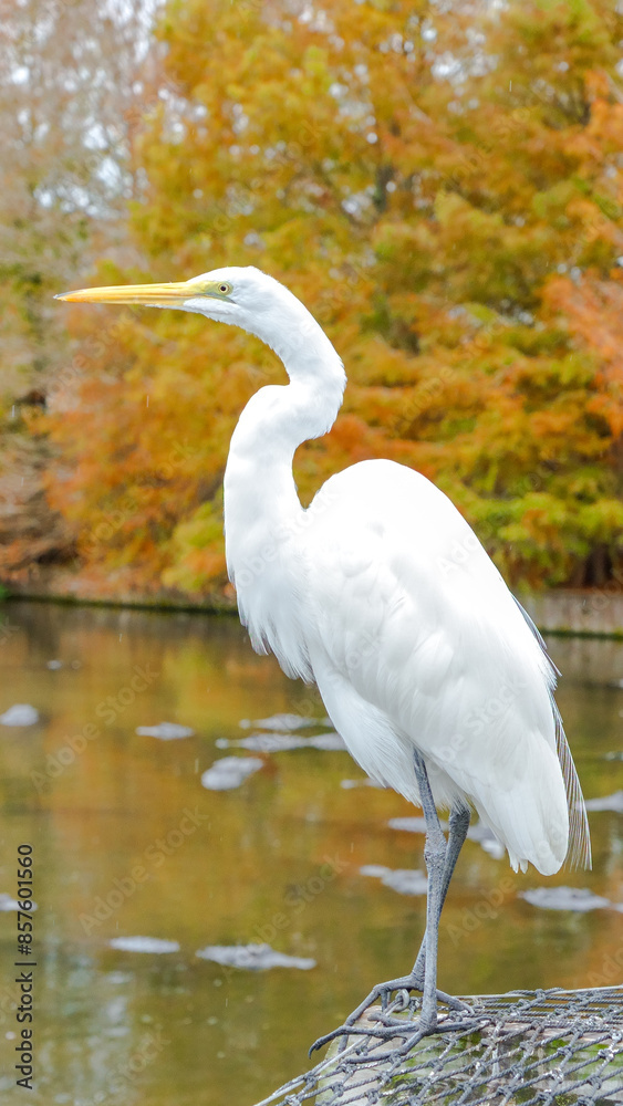 Fototapeta premium White Great Egret Bird on Rock by Pond in Autumn with Colorful Trees
