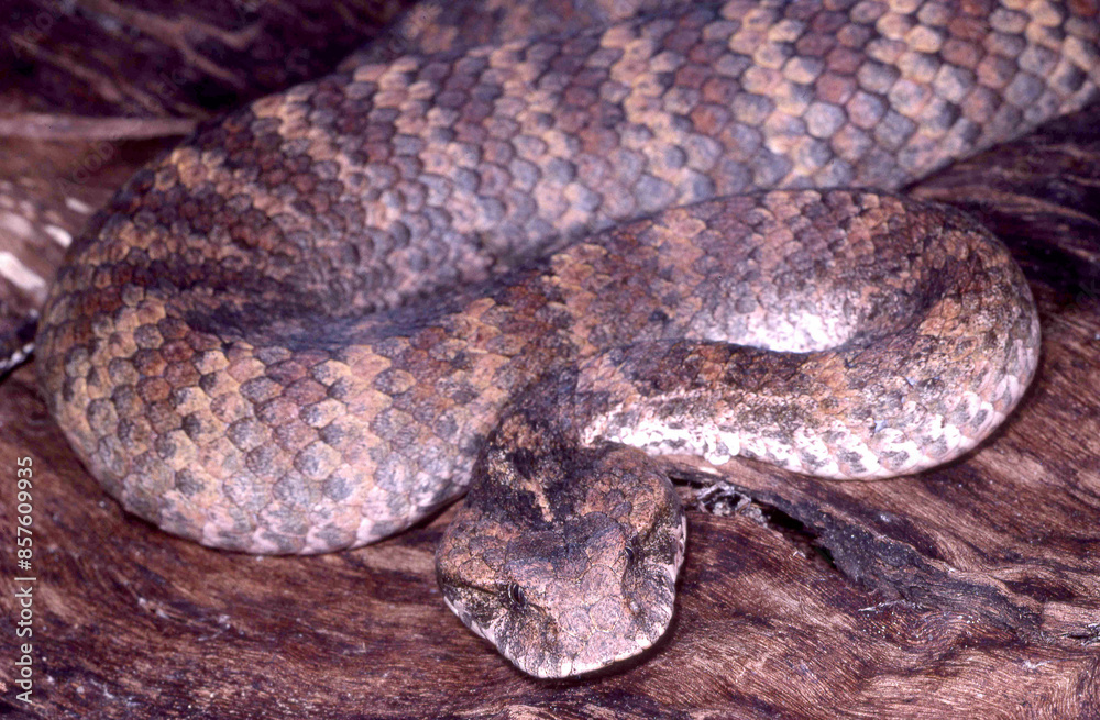 Close up of Australian Common Death Adder Close up of Australian Common Death Adder