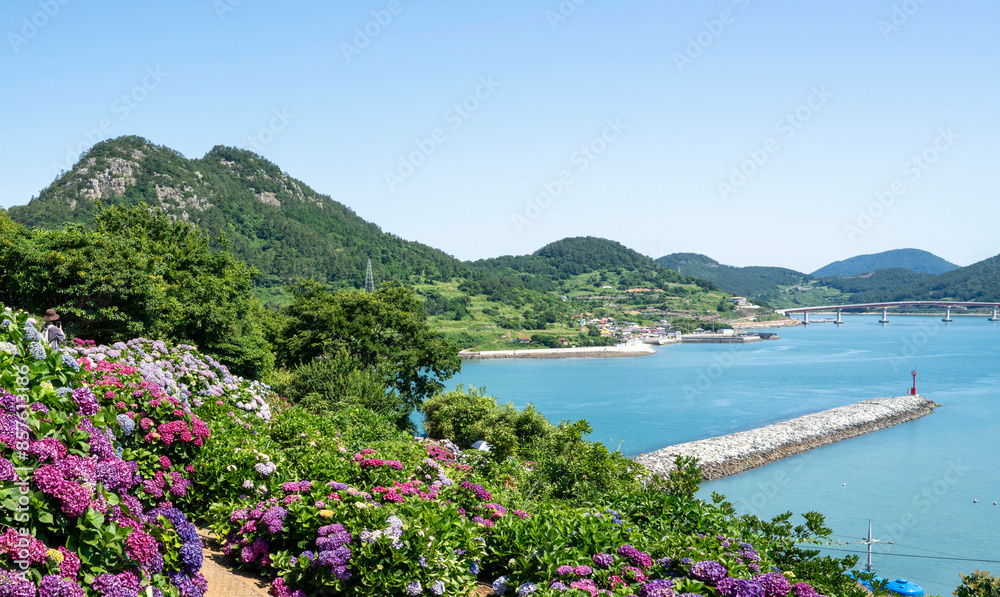 Fototapeta premium 산 정상의 수국 꽃밭 아래로 보이는 바다