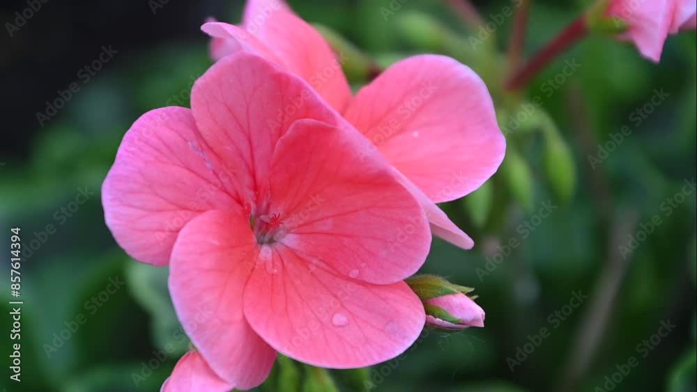 Beautiful blooming pink geranium flowers closeup in pot Beautiful blooming pink geranium flowers closeup in pot