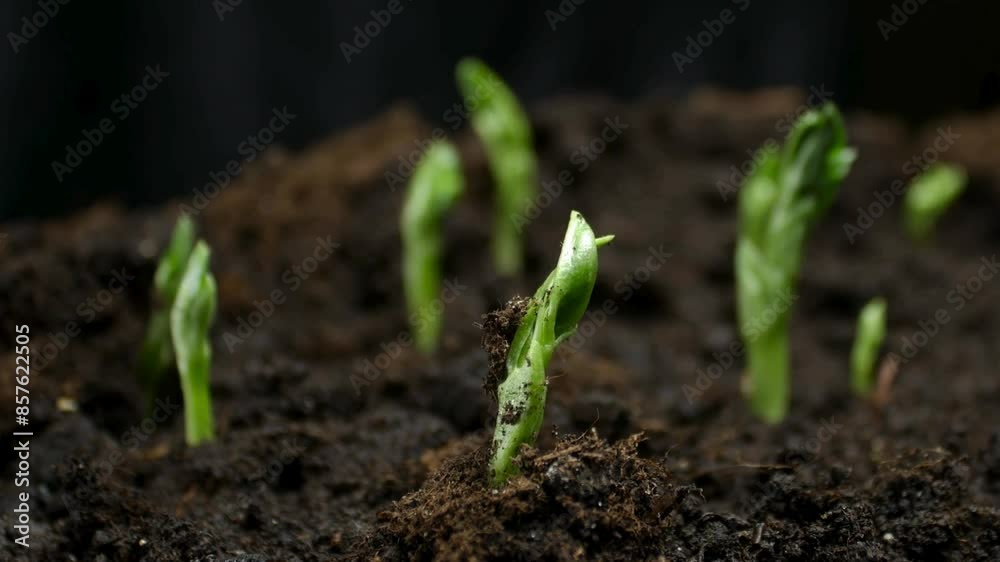 Time-lapse of Pea Sprouts Germinating