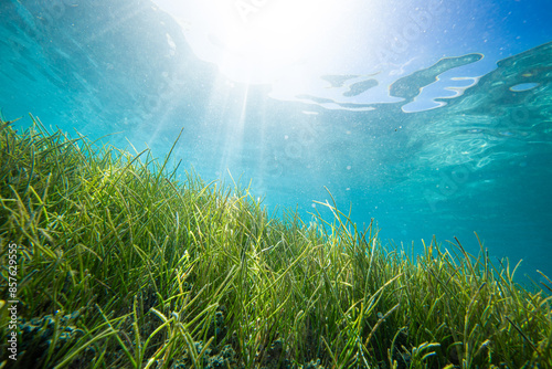 Foto Sea grass in the shallows with rays of sunshine piercing the water