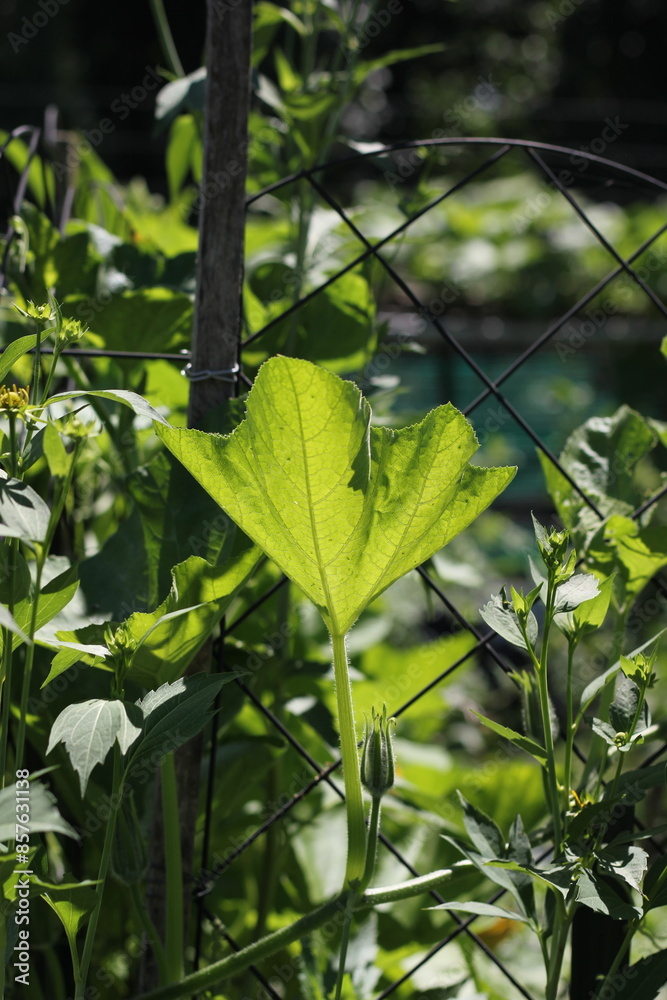 Fototapeta premium green leaves of a pumpkin plant