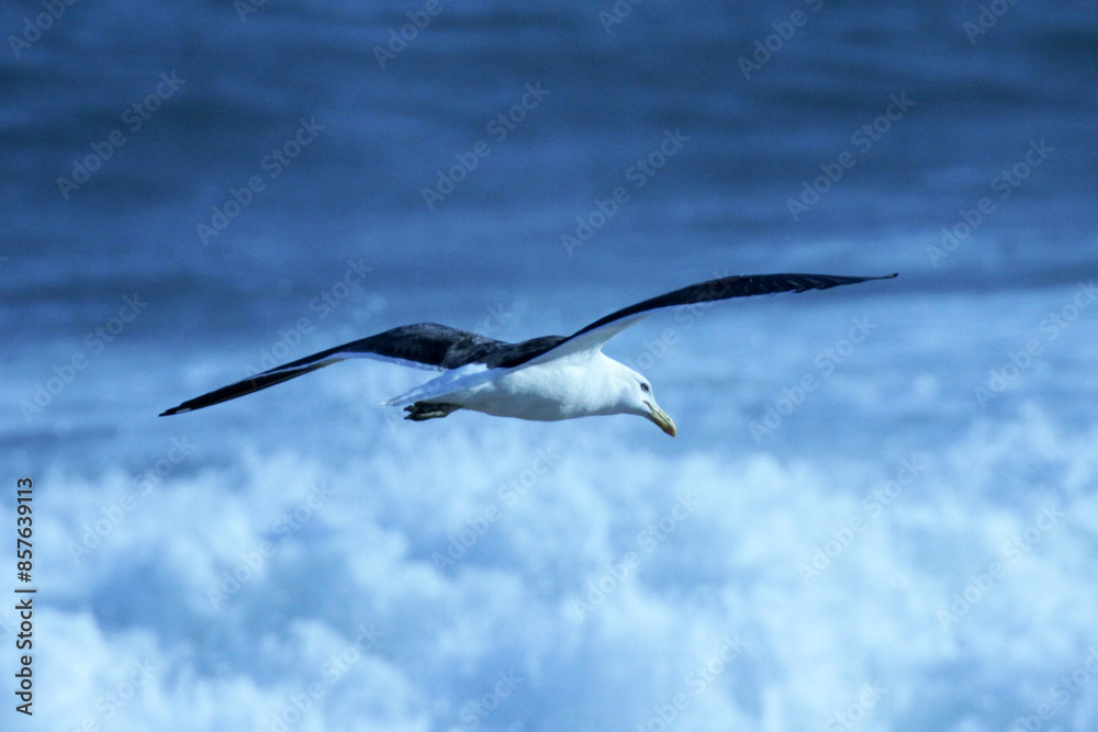 Uma linda gaivota sobrevoando as ondas da praia de Cordeirinho- Maricá - RJ Uma linda gaivota sobrevoando as ondas da praia de Cordeirinho- Maricá - RJ