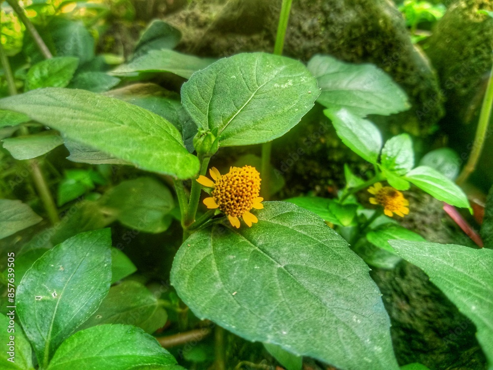 Sphilantes Sphilantes