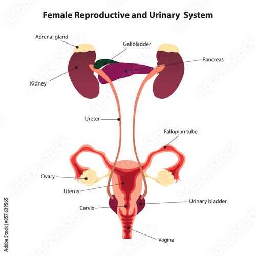 Human female reproductive and urinary system diagram