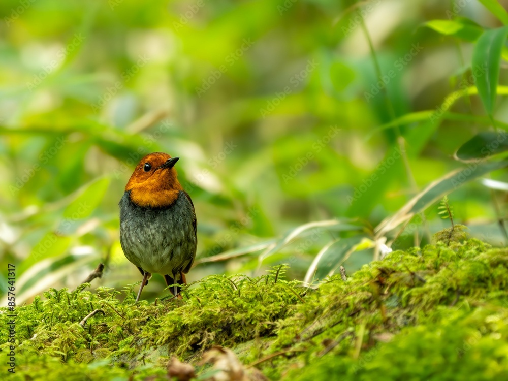 森の深い苔の上で静かに留まっているコマドリの雄 森の深い苔の上で静かに留まっているコマドリの雄