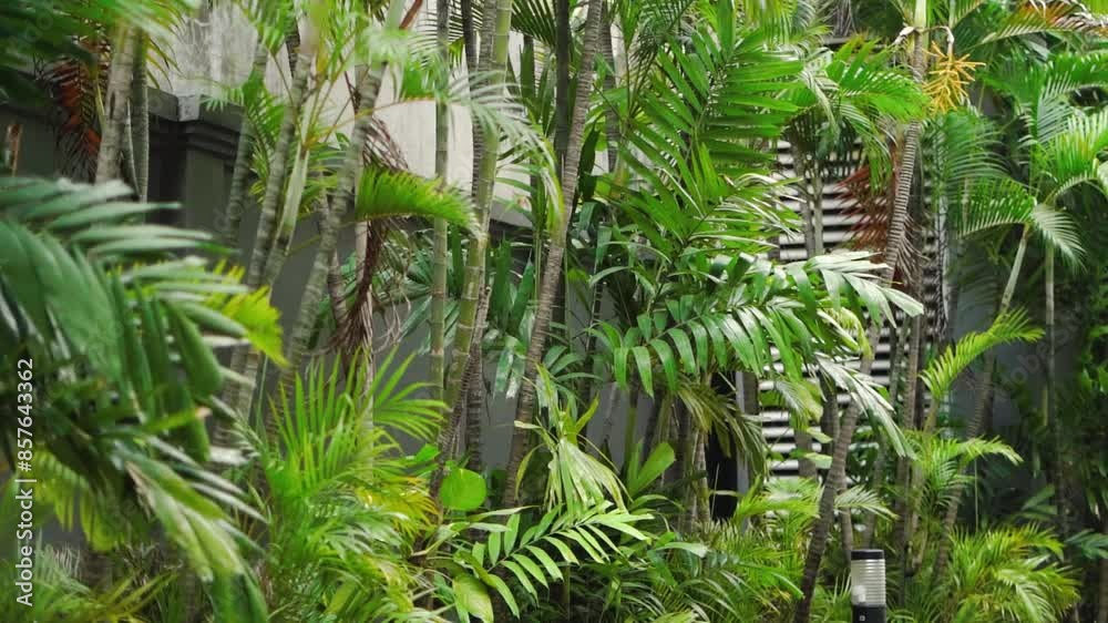 Tropical palm tree leaves moving in the wind in front of a wall Tropical palm tree leaves moving in the wind in front of a wall