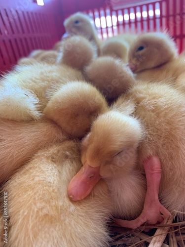 close-up, small yellow ducklings sleeping in a dense pile