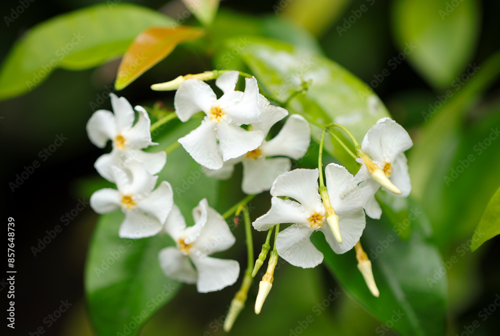 Cool pure white flowers of Teikakazura (Trachelospermum asiaticum, close up flower head macro photograph)