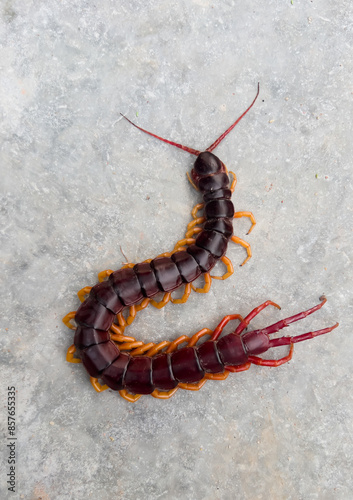 A centipede can bite. It is a poisonous animal and has a lot of legs. 