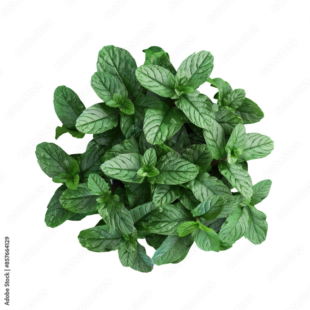 Isolated Top View of Fresh Green Mint Leaves on transparent background Isolated Top View of Fresh Green Mint Leaves on transparent background