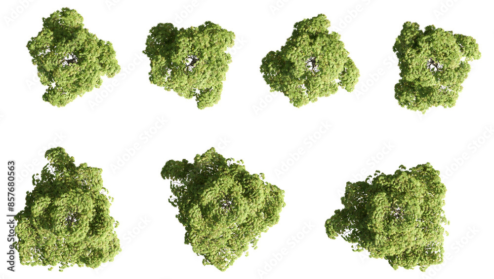 Set of trees rendered from the top view, 3D illustration, for digital composition, illustration, 2D plans, architecture visualization. Set of trees rendered from the top view, 3D illustration, for digital composition, illustration, 2D plans, architecture visualization.