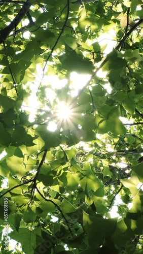 Slow panning in a beautiful tree forest with sun rays.	
