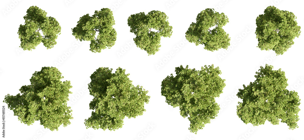 Set of trees rendered from the top view, 3D illustration, for digital composition, illustration, 2D plans, architecture visualization. Set of trees rendered from the top view, 3D illustration, for digital composition, illustration, 2D plans, architecture visualization.