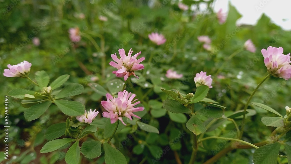 reversed clover, Persian clover, shaftal, syn. T. resupinatum L. var. majus Boss., T. suaveolens Willd or Trifolium resupinatum
reversed clover, Persian clover, shaftal, syn. T. resupinatum L. var. majus Boss., T. suaveolens Willd or Trifolium resupinatum