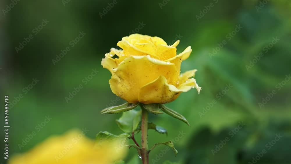 Yellow rose bud with raindrops, close-up, slow motion Yellow rose bud with raindrops, close-up, slow motion
