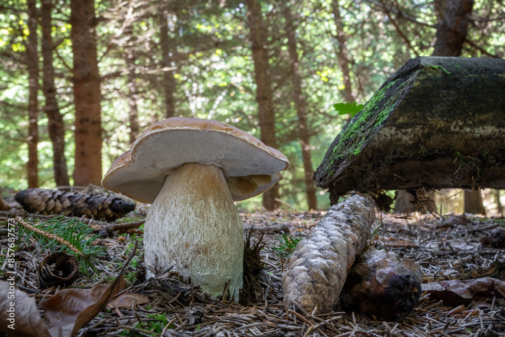 Fototapeta premium Summer coniferous forest with porcini mushroom, cones and wood