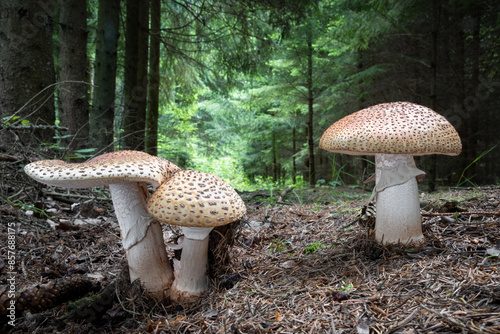 Obraz na płótnie Amazing group of edible mushrooms amanita rubescens known as blusher
