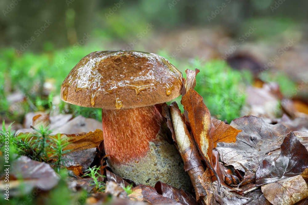 Fototapeta premium Neoboletus luridiformis commonly known as scarletina bolete after rain