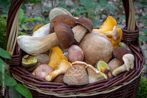 Pile of multicolored fresh edible mushrooms in wicker basket