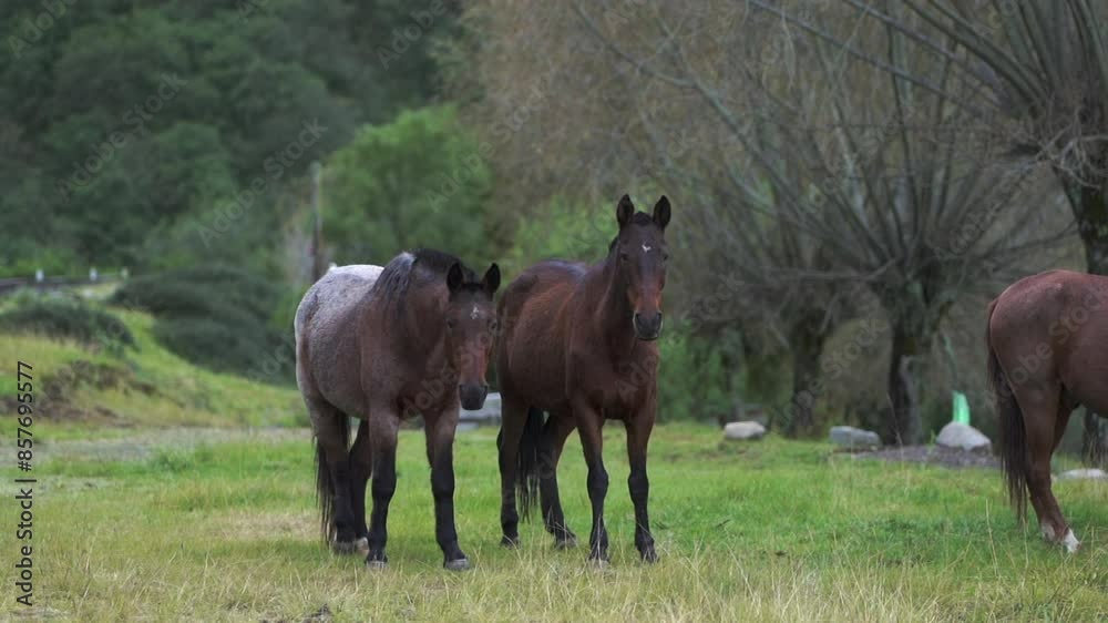 Beautiful horses standing still, looking curiously at the camera. Beautiful horses standing still, looking curiously at the camera.