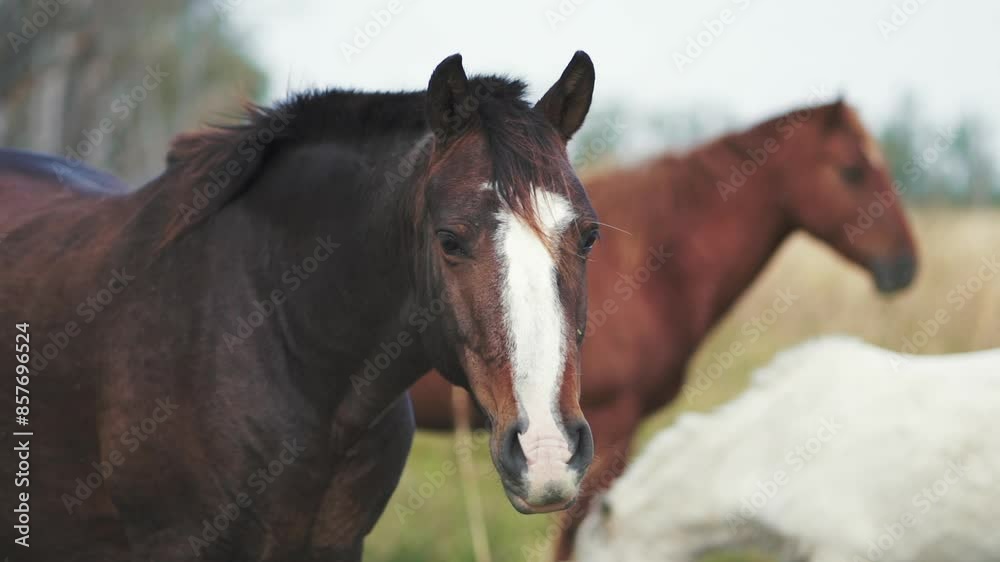 Beautiful horse staring directly at the camera, with other horses in the background. Beautiful horse staring directly at the camera, with other horses in the background.