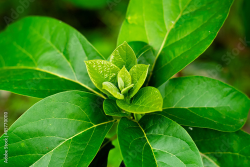 Leaves of avocado tree