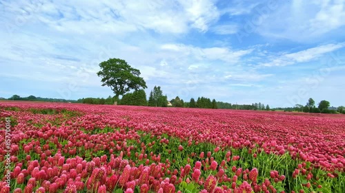 Wallpaper Mural Expansive field of vibrant pink flowers under a bright blue sky with scattered clouds Torontodigital.ca