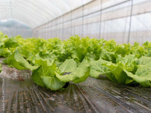 Hydroponic Lettuce Cultivation: A Fresh Symphony of Green in the Modern Farming Landscape