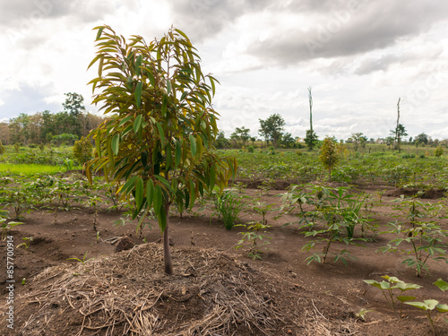 Young Durian Seedlings in Cassava field