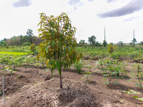 Majestic Durian Sapling: The King of Fruits Begins Its Journey