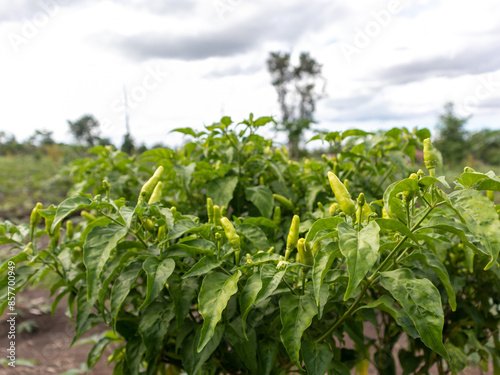 Vibrant Chili Peppers: A Burst of Colorful Heat