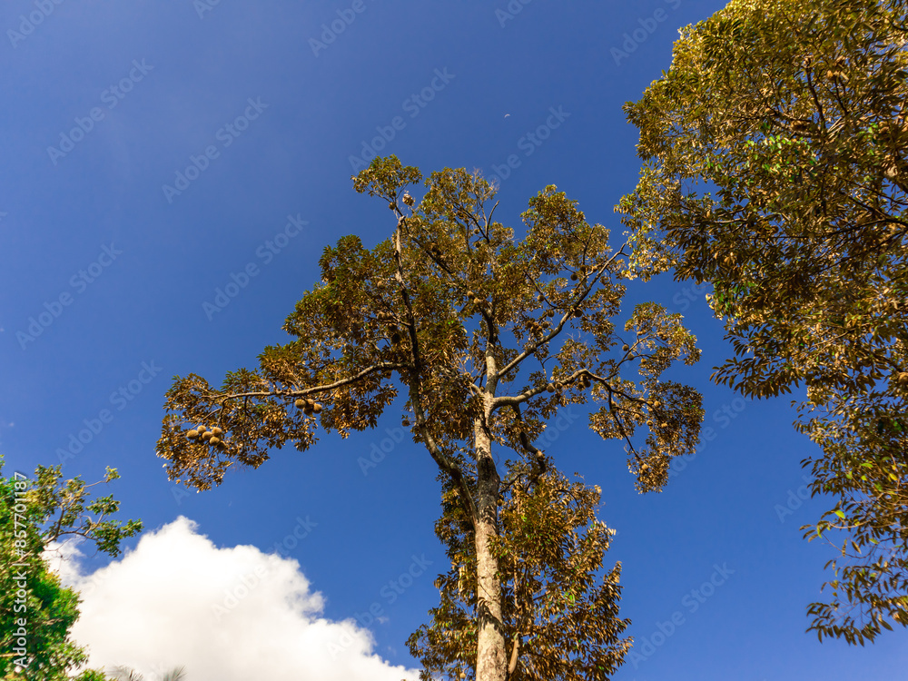 Obraz premium Tropical Bounty: Majestic Durian Tree Against a Clear Blue Sky