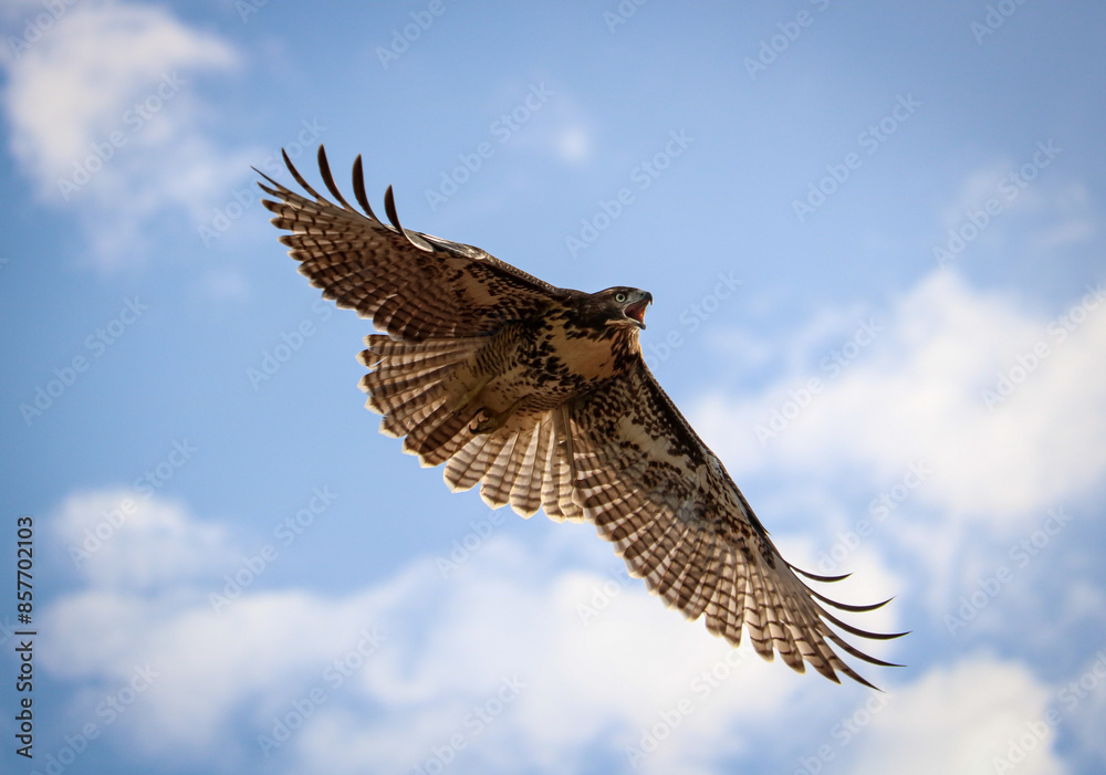 Fototapeta premium red tailed hawk