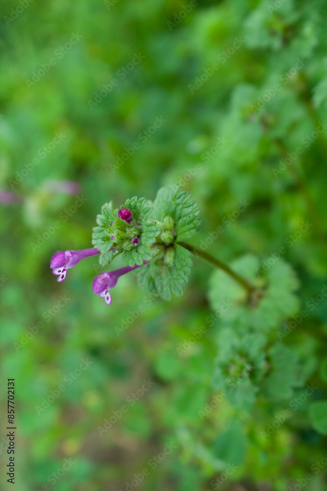 Henbit deadnettle beautiful pink flowers