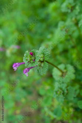 Henbit deadnettle beautiful pink flowers photo