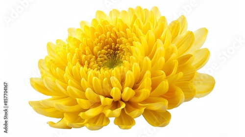 Vibrant Yellow Chrysanthemum Flower Isolated on White Background with Clipping Path - Taipei Floral Exhibition