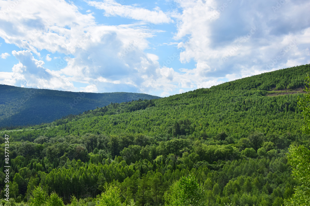 A summer landscape with a forest. A summer landscape with a forest.
